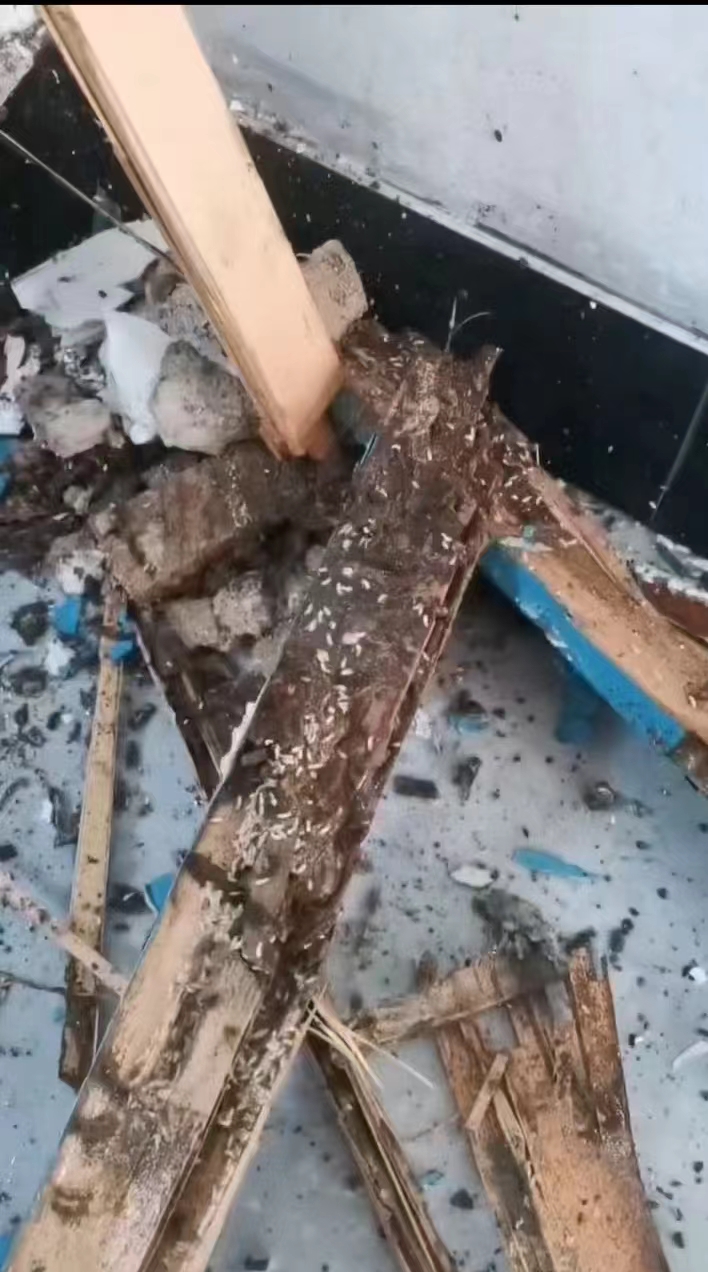 苏州白蚁防治